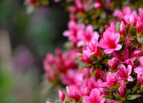 野生杜鹃花是国家保护植物吗