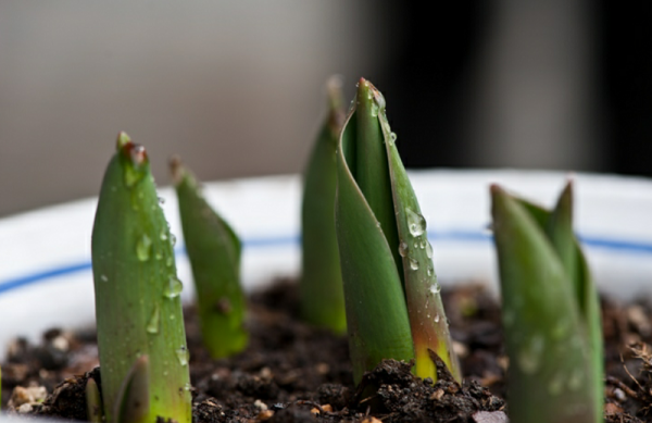 郁金香种球怎么种植方法