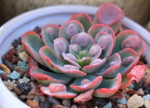 雨滴多肉的养殖方法和注意事项有哪些