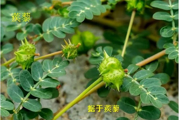 蒺藜的功效与作用及食用方法