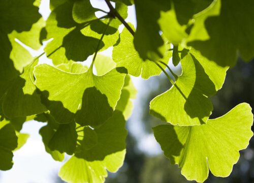 银杏叶可以做花土吗