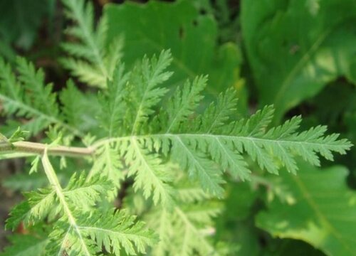 青蒿素是什么植物