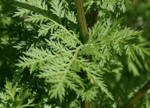 青蒿素是什么植物