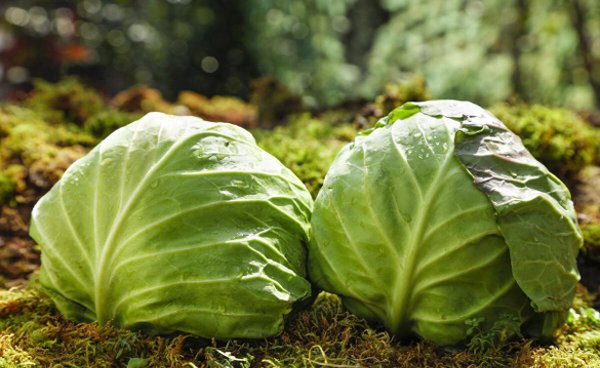 莲花白是什么菜