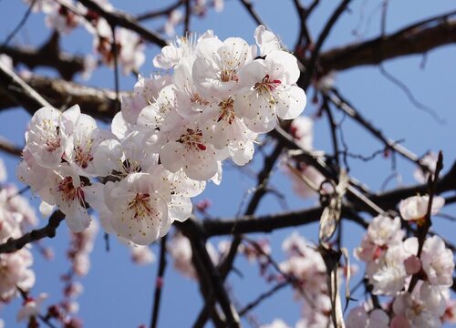 桃花长什么样子