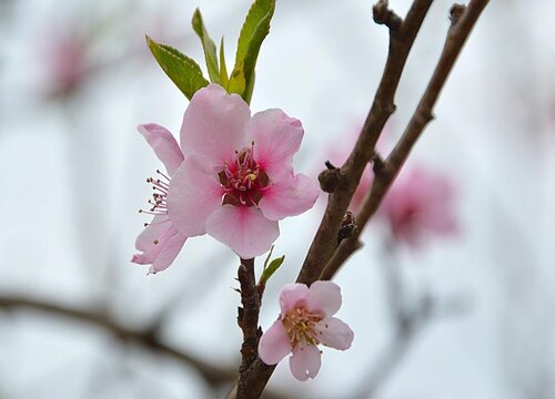 桃花长什么样子