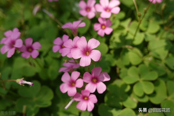 酢浆草夏天怎么养