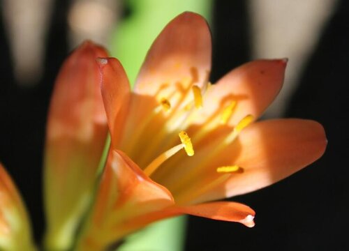 君子兰开花长侧芽的方法