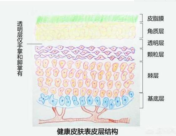 皮肤能吸收多少化妆品？