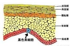 皮肤能吸收多少化妆品？