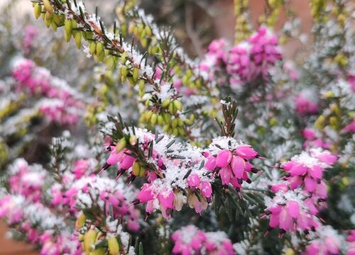 有什么花的花语是陌生