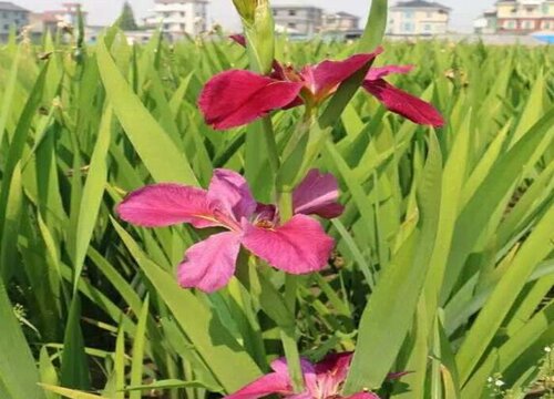 有什么花的花语是陌生