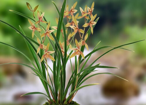 墨兰花怎么浇水