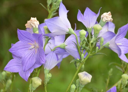 代表诚信的花