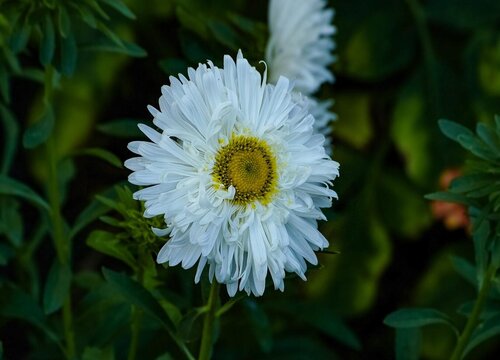 代表诚信的花