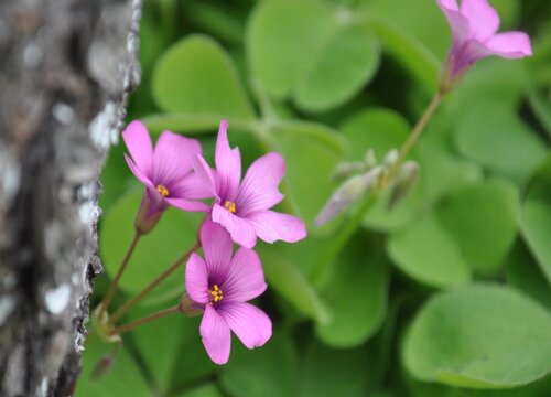 代表希望和曙光的花