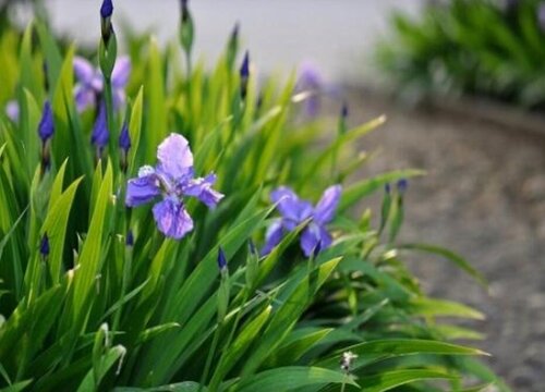 有什么花的花语是重逢