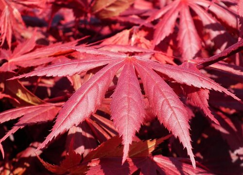 红枫喜阴还是喜阳光的植物