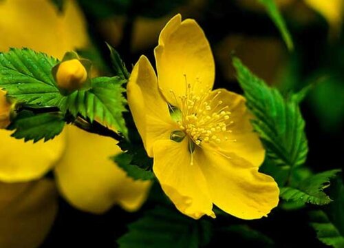 棣棠花一年开几次花