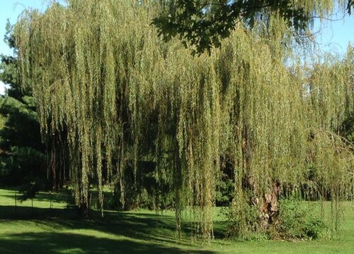 鬼柳树是国家保护植物吗