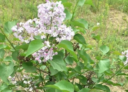 丁香花代表什么象征意义