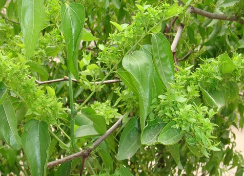 枣树会开花吗