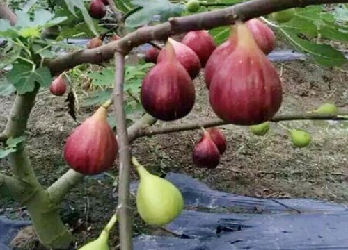 无花果喜阴还是喜阳光的植物