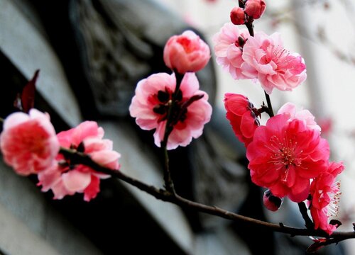 梅花什么季节开花