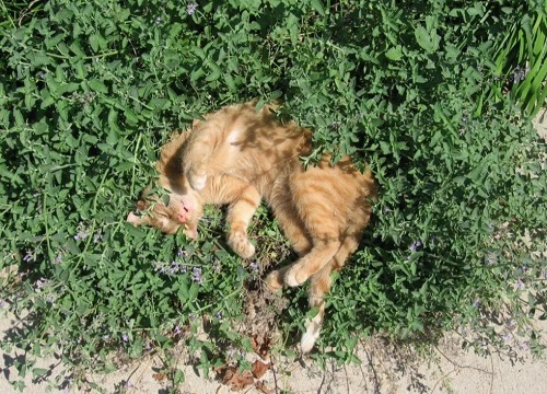 猫草和猫薄荷有什么区别