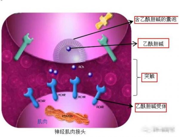 眼睛周围细纹怎么消除