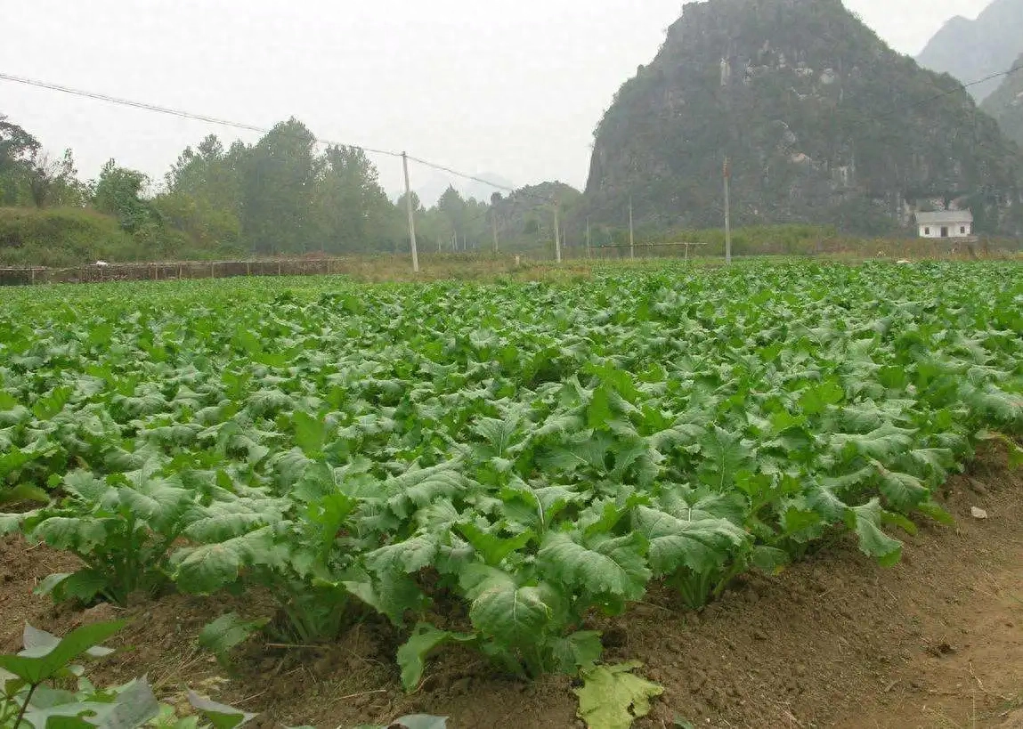 贺州特产美食排行榜前十名