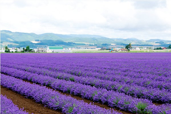 半亩花田怎么样