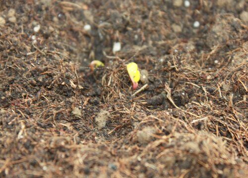 小香葱种子的种植方法与时间