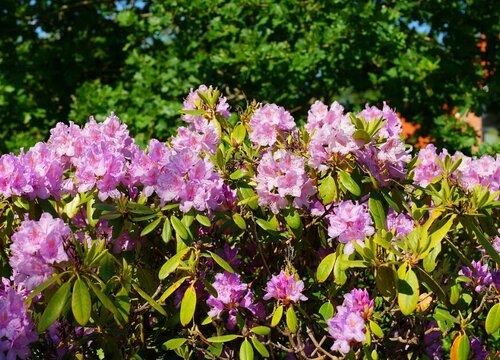 杜鹃花怎么养才开花