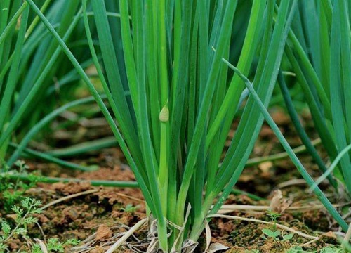 葱是植物吗