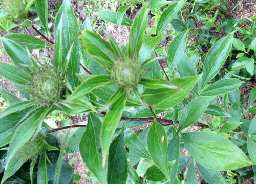 苍珠种植时间和方法