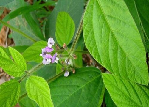 黄豆会开花吗