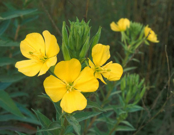 代表陪伴的花