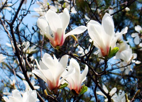 玉兰花的花语是什么