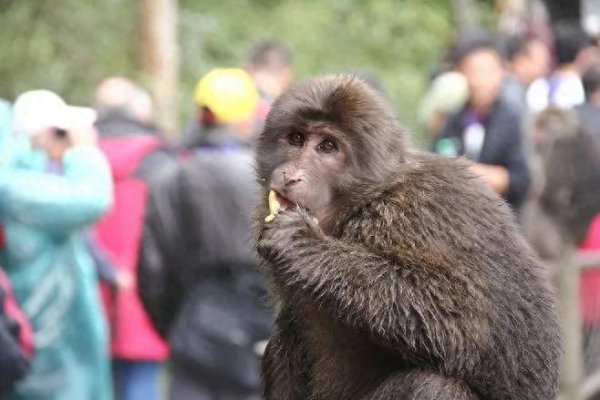 峨眉山多高海拔多少米