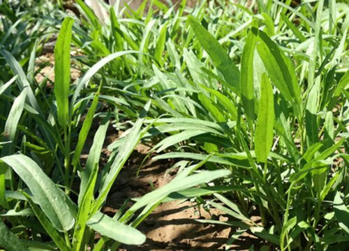 空心菜适合几月份种植