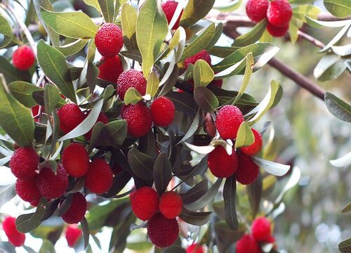 浙江适合种植什么水果