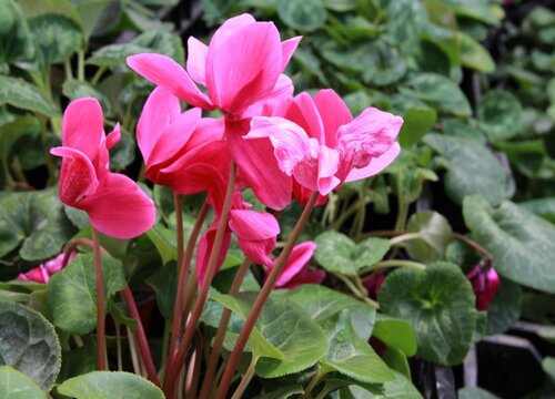 仙客来种子催芽方法