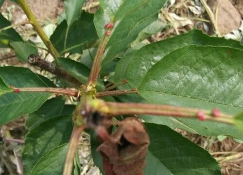 樱花树钻心虫防治方法