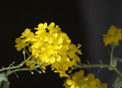 白菜花特点 白菜花的功效与作用