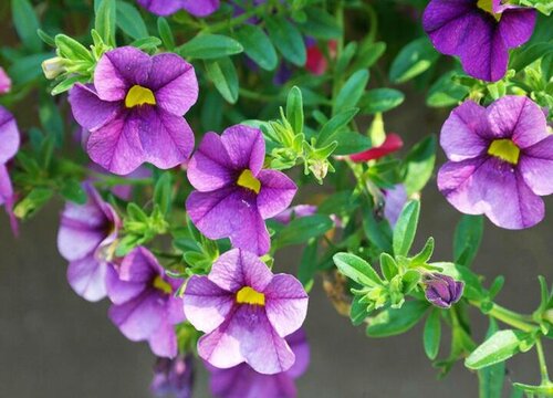 打碗花和牵牛花的区别