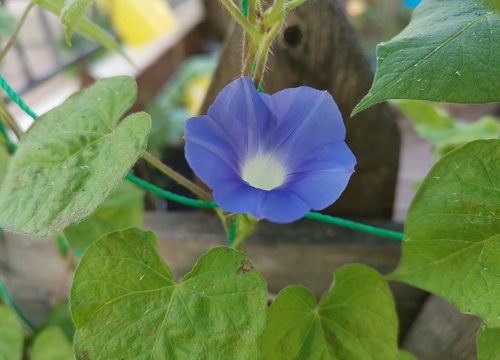 打碗花和牵牛花的区别