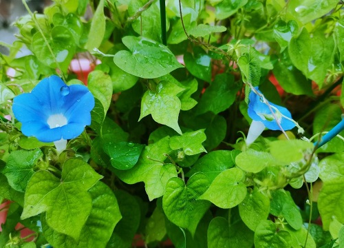 牵牛花有几种颜色