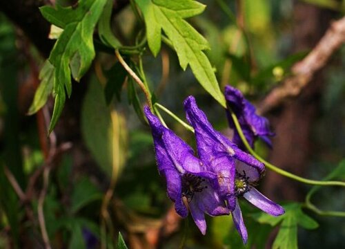 血乌是什么植物类别