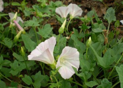 打碗花简介 打碗花和牵牛花的区别